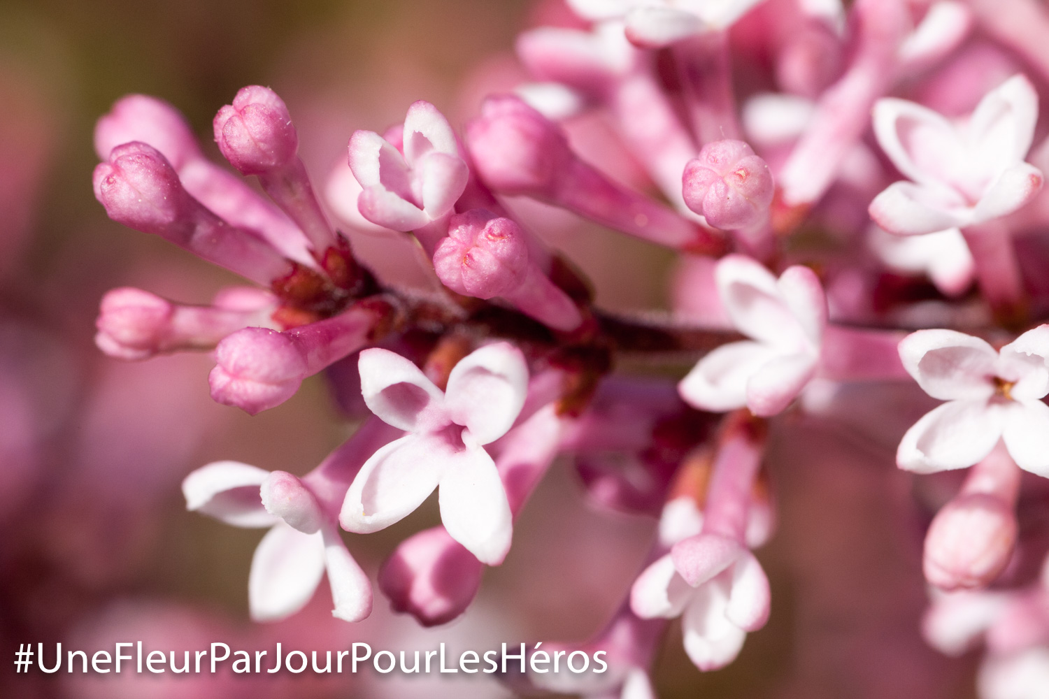 fleur de Lilas