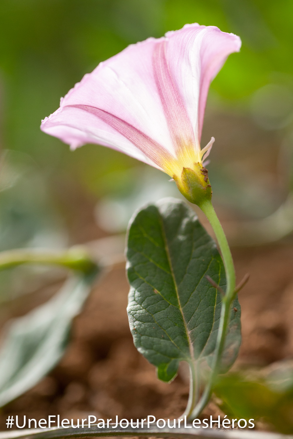 Fleur de Liseron
