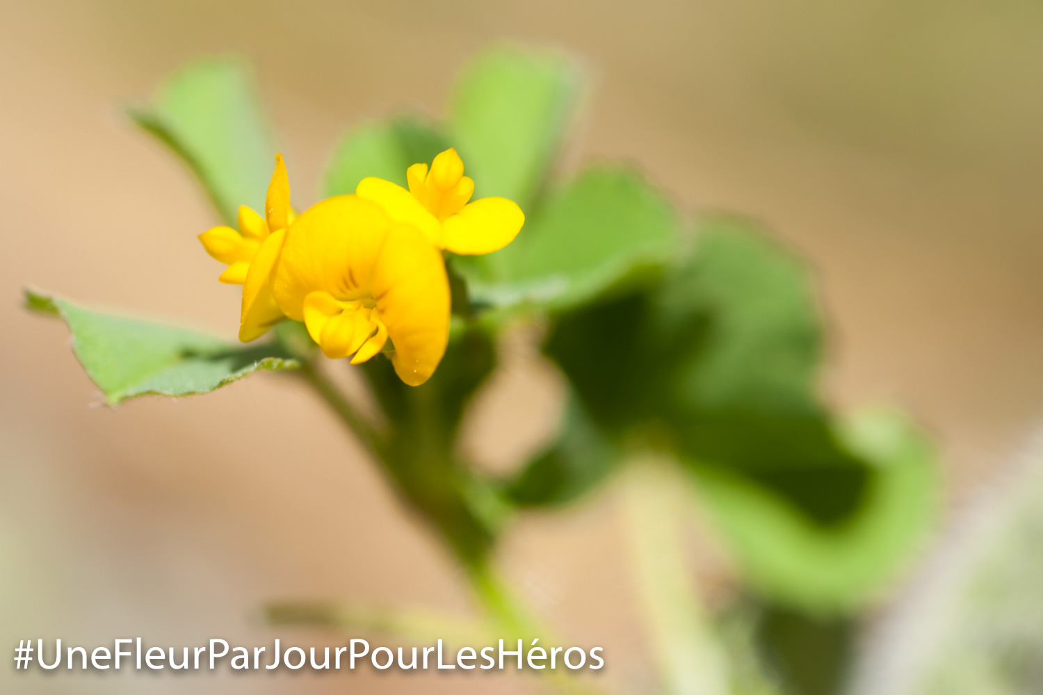 fleur de Trèfle