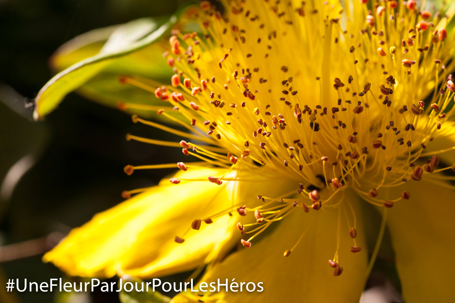 Fleurs variés