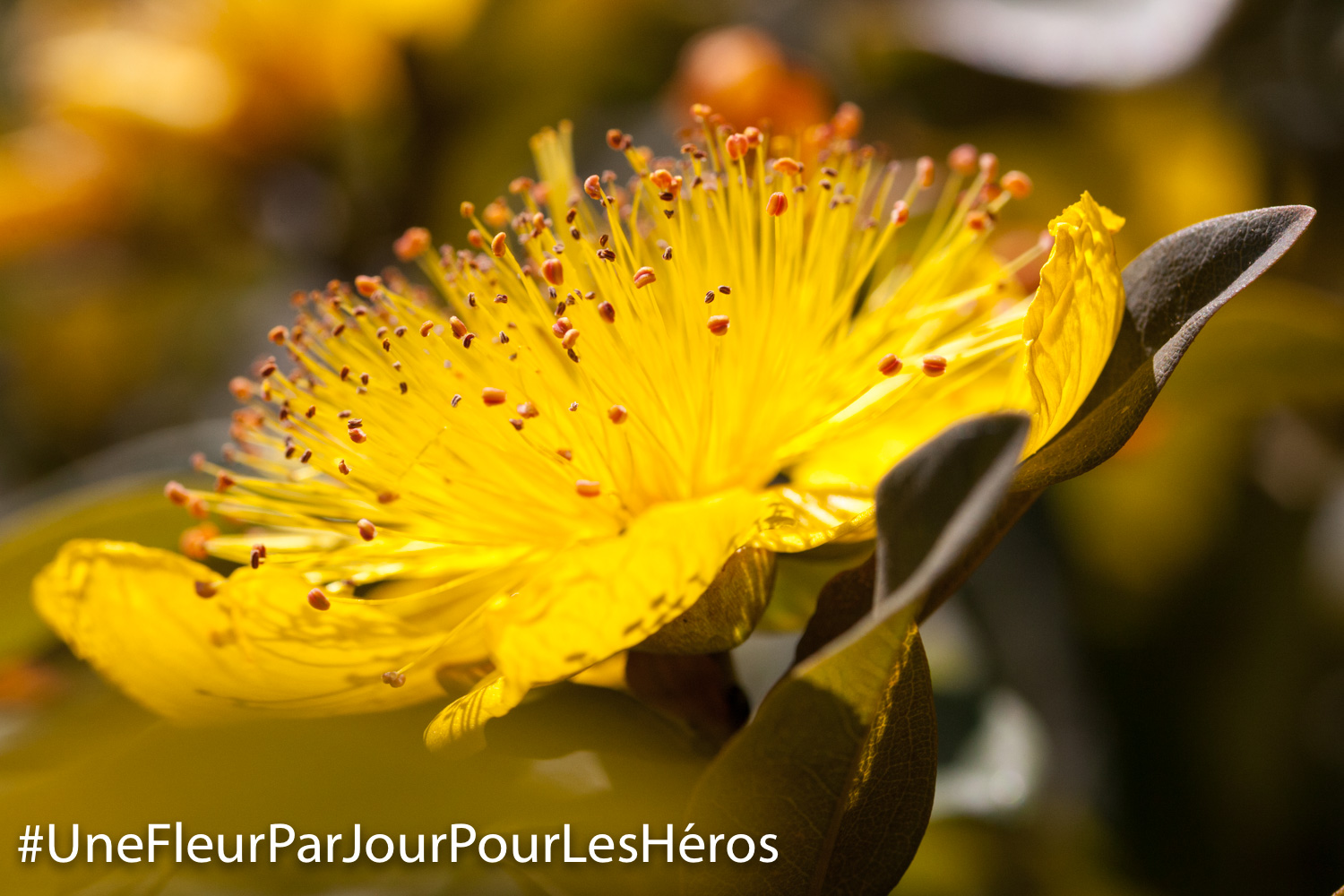 Fleur de Millepertuis