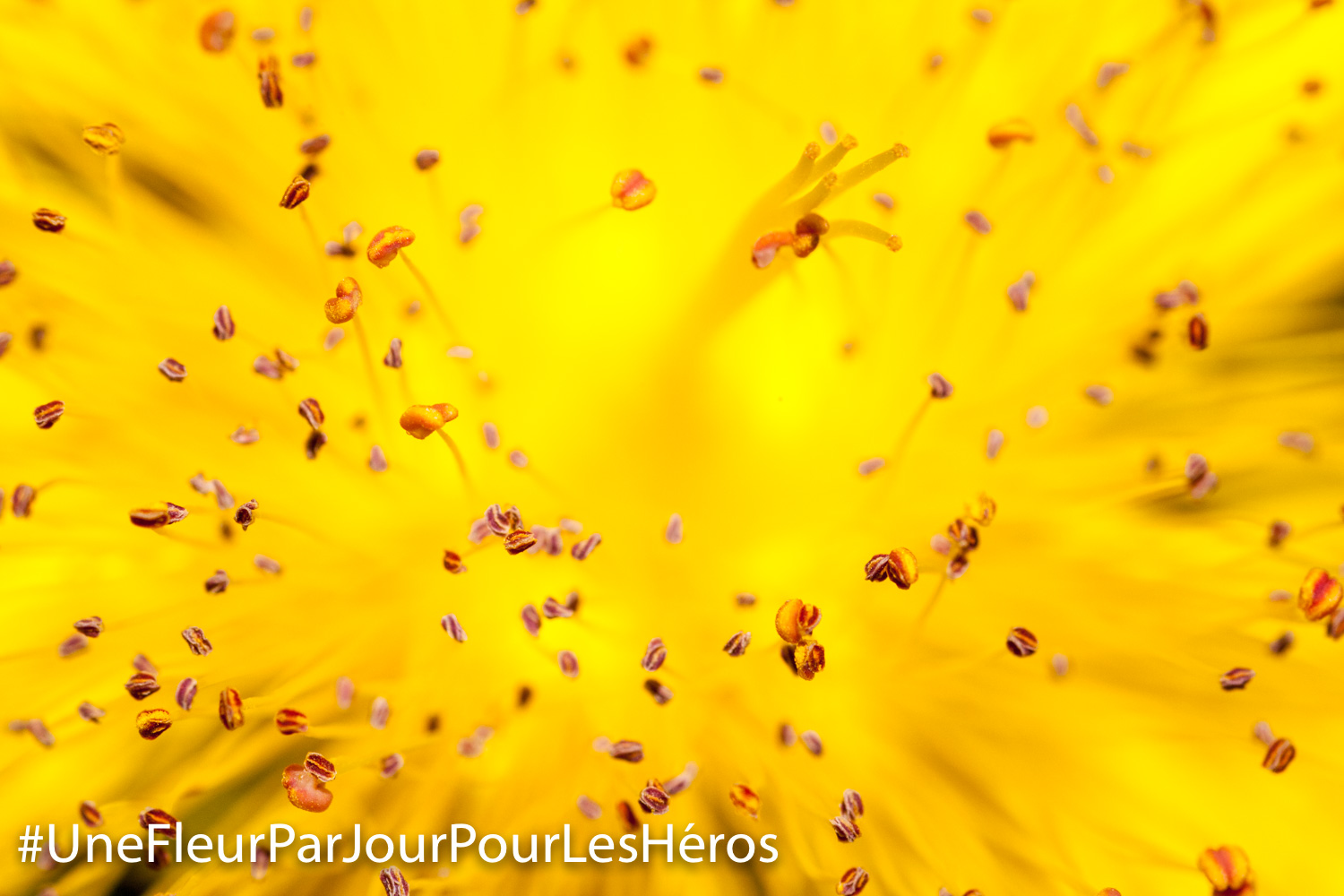 Fleur de Millepertuis