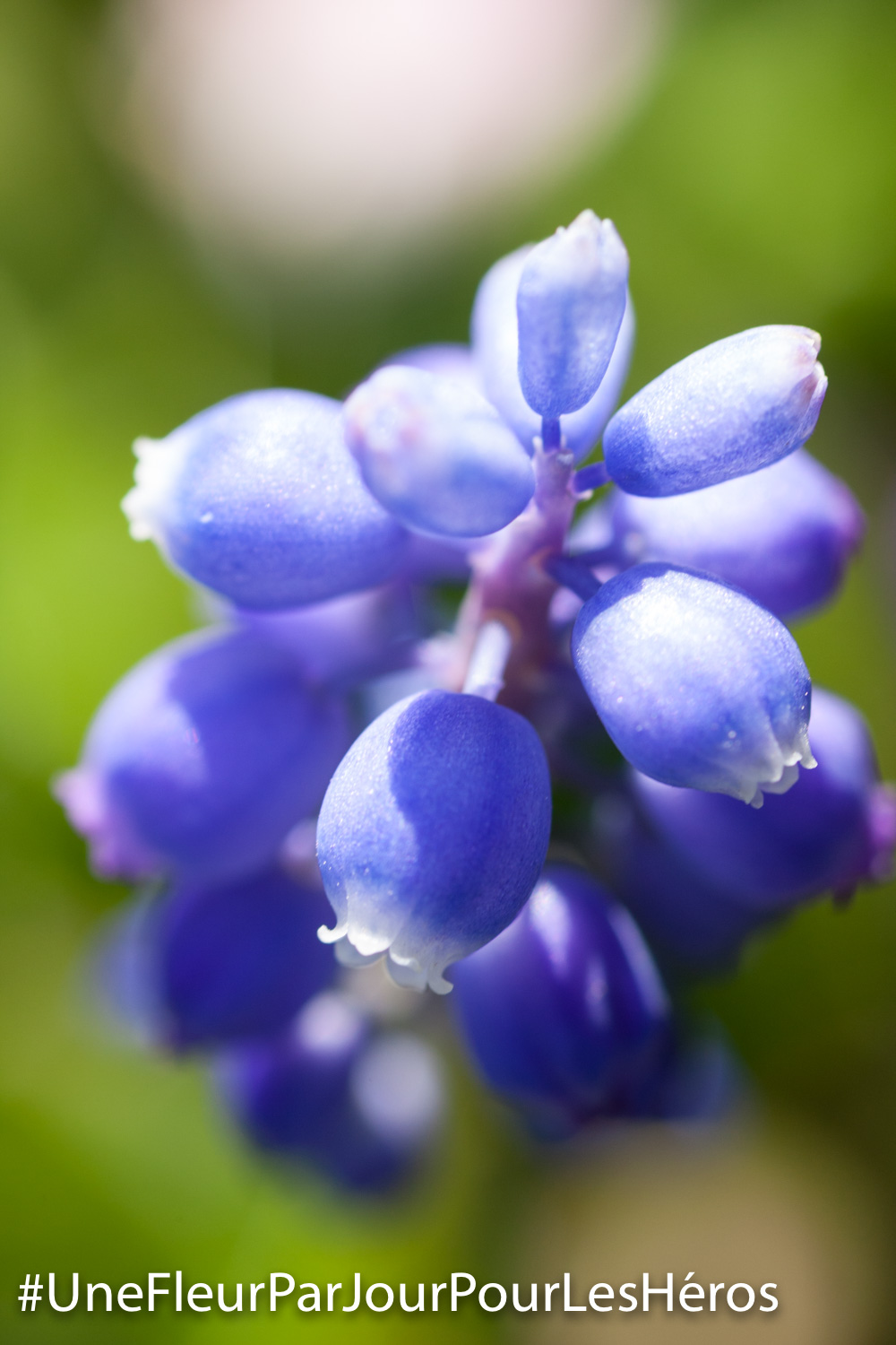 fleur de Fabacée