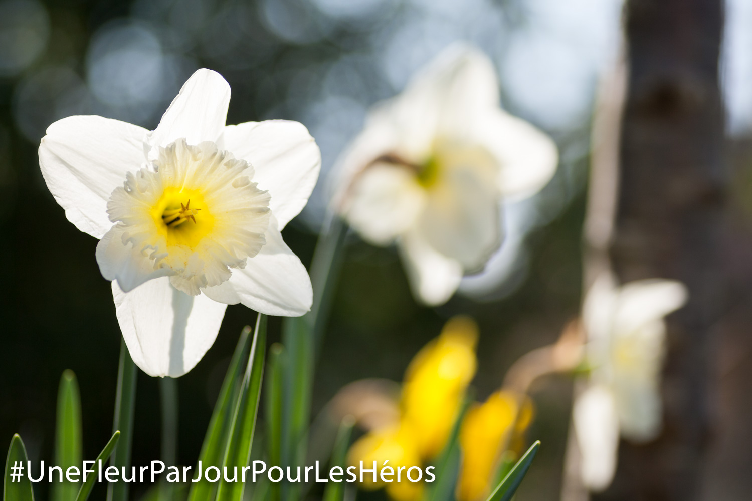 fleur de Narcisse