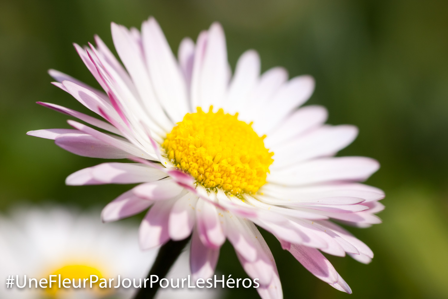 fleur