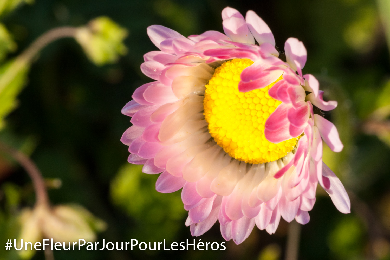 fleur de Pâquerette