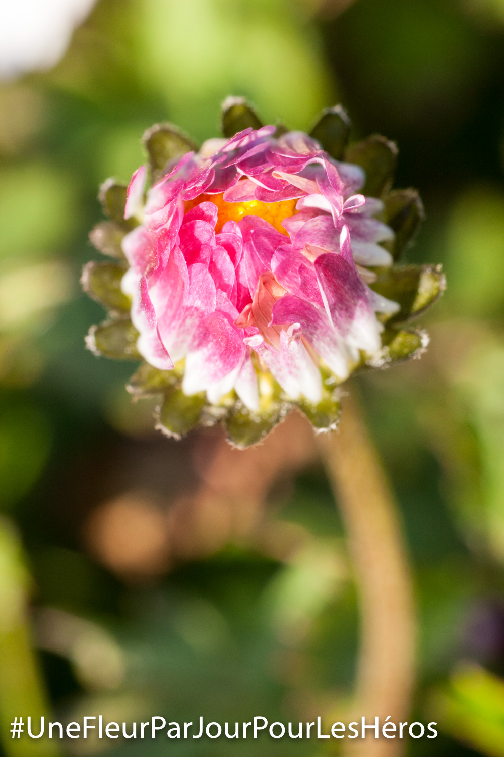 fleur de Paquerette