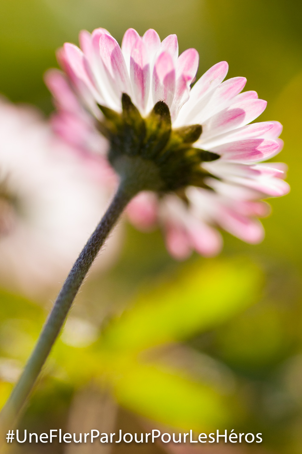 Fleur de pâquerette