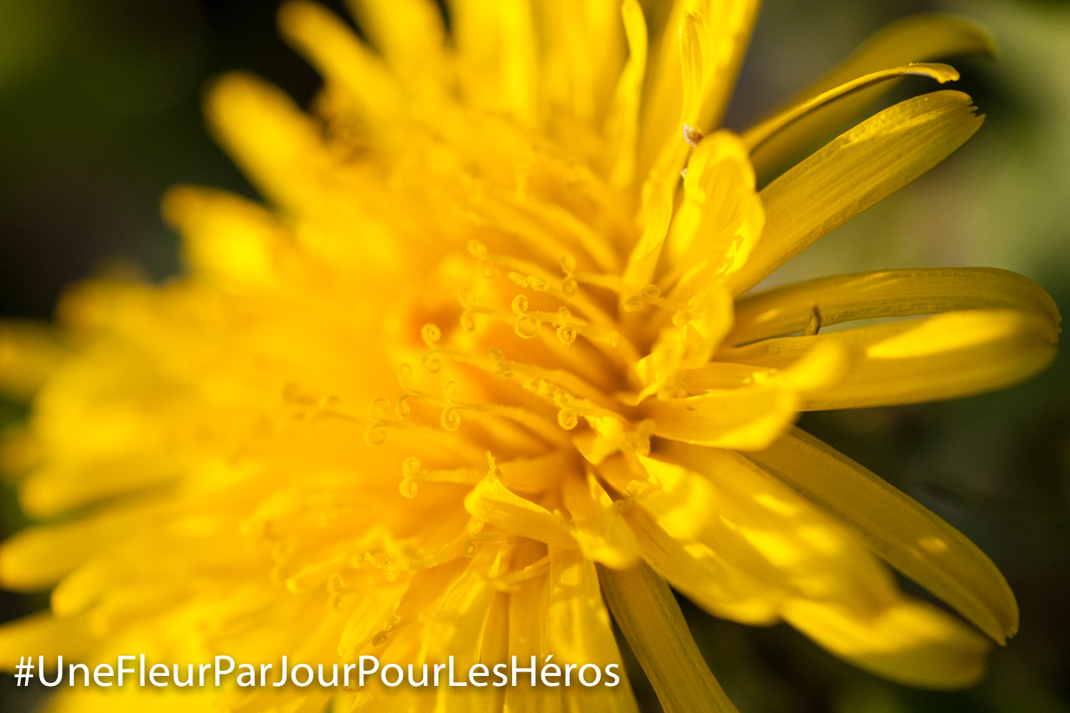 fleur