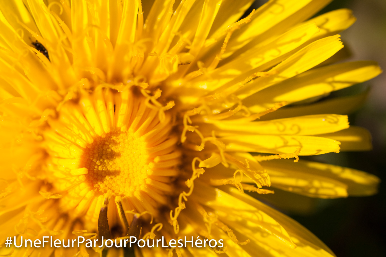 fleur de Pissenlit