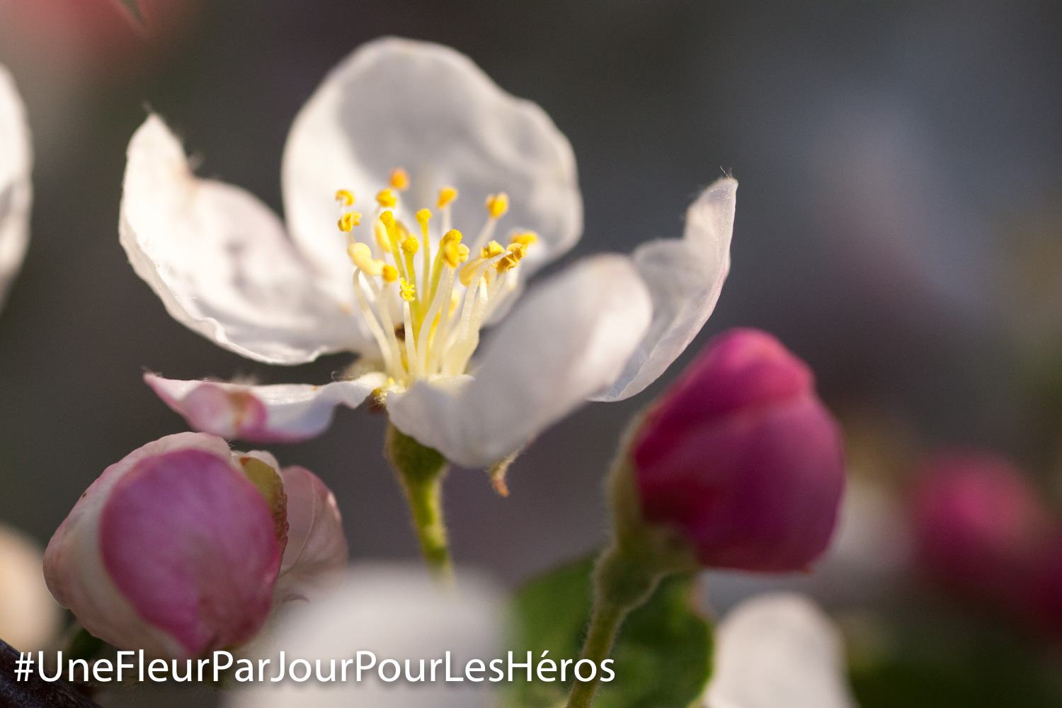 fleur de Pommier