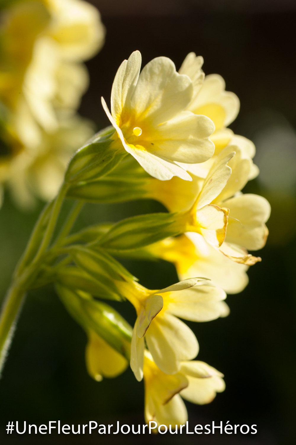fleur