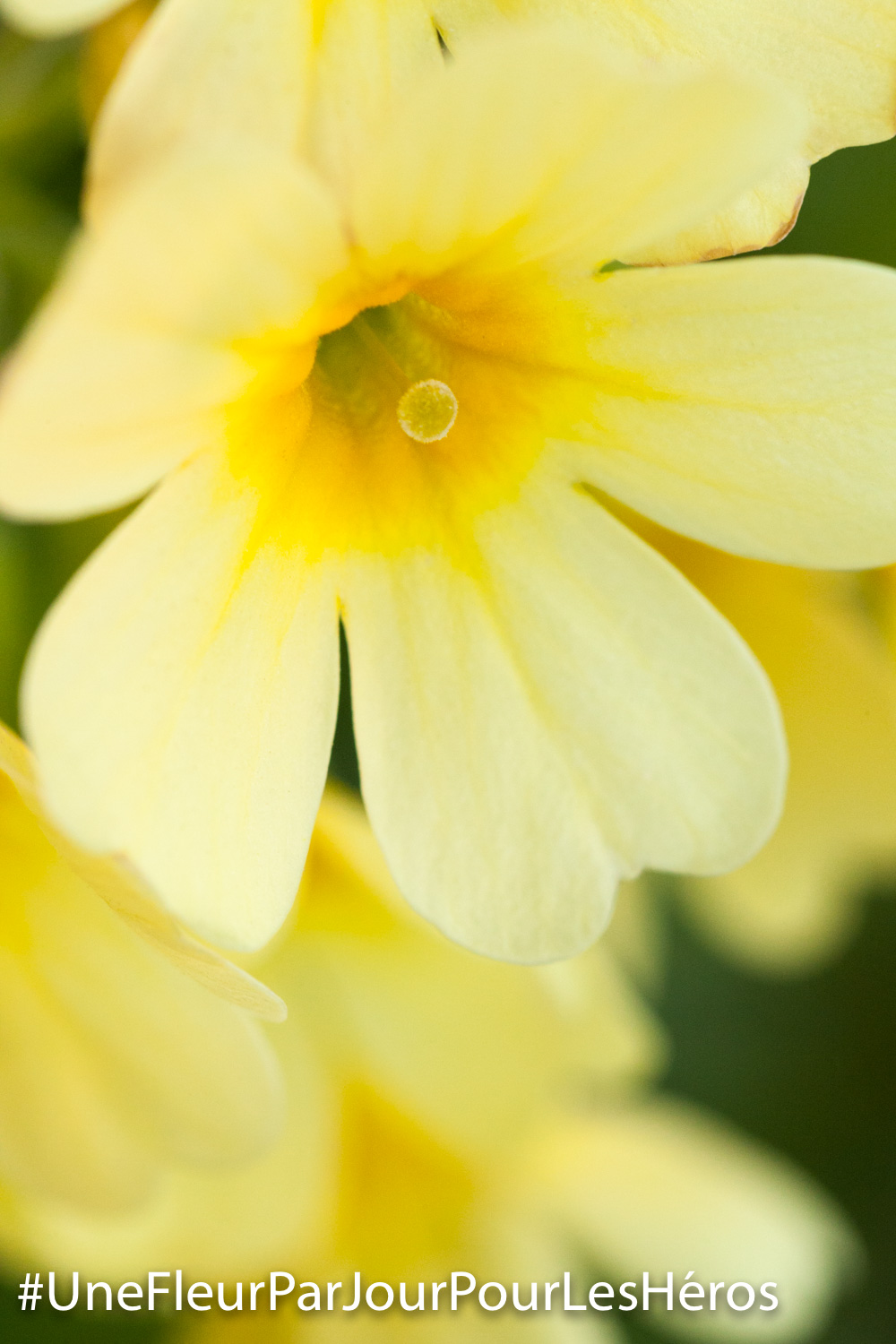 fleur de Primevert