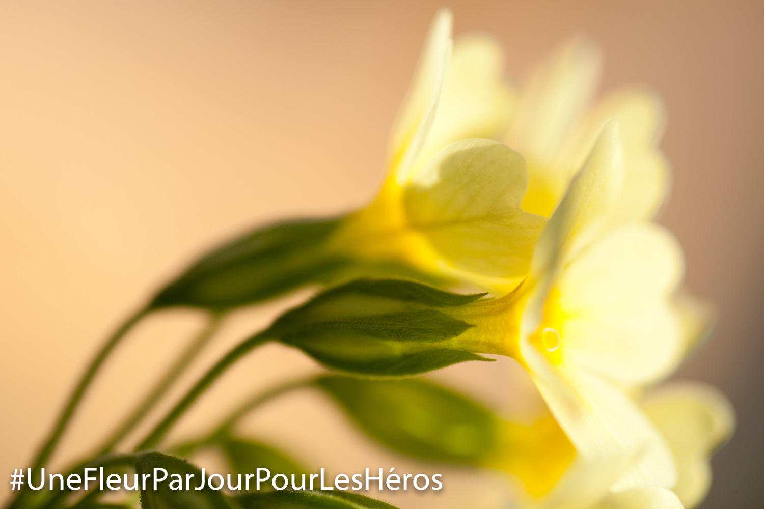 fleur de Primevert