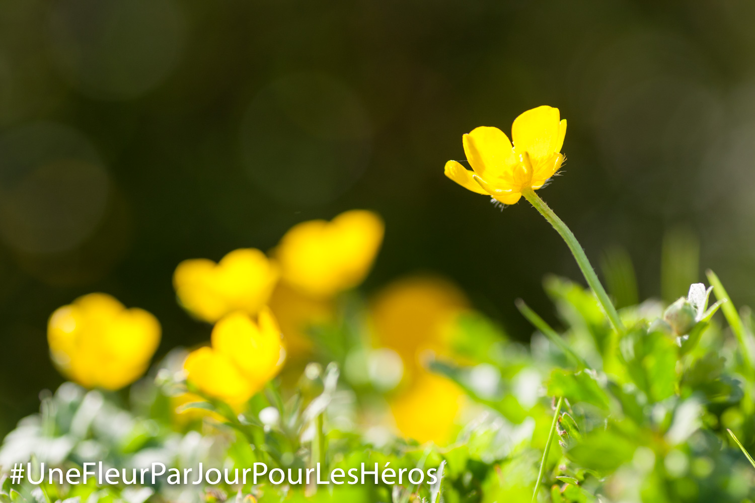 Fleur de Renoncule
