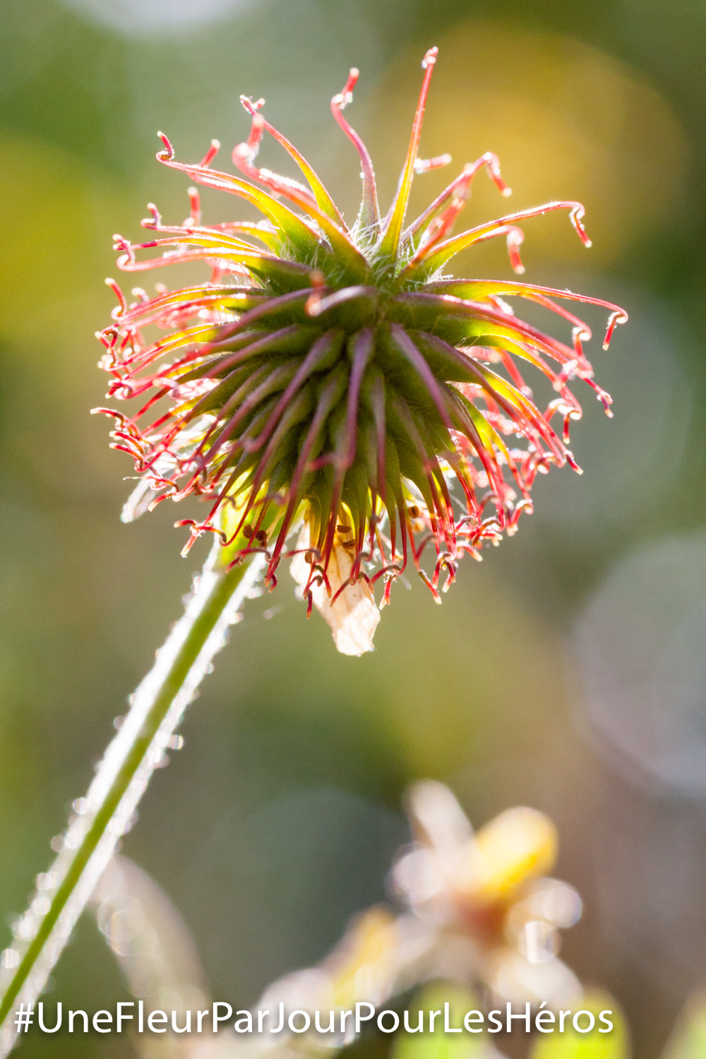 Fleur de Renoncule
