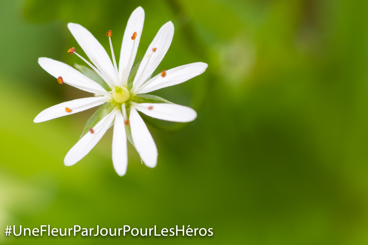 Fleur 
