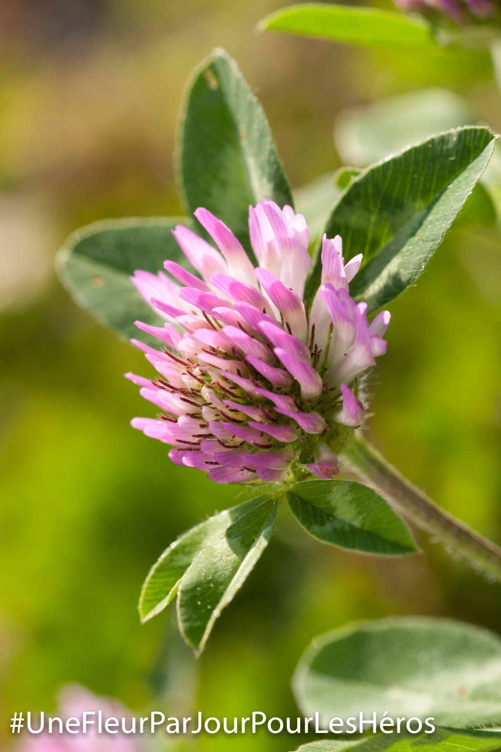 fleur de Fabacée