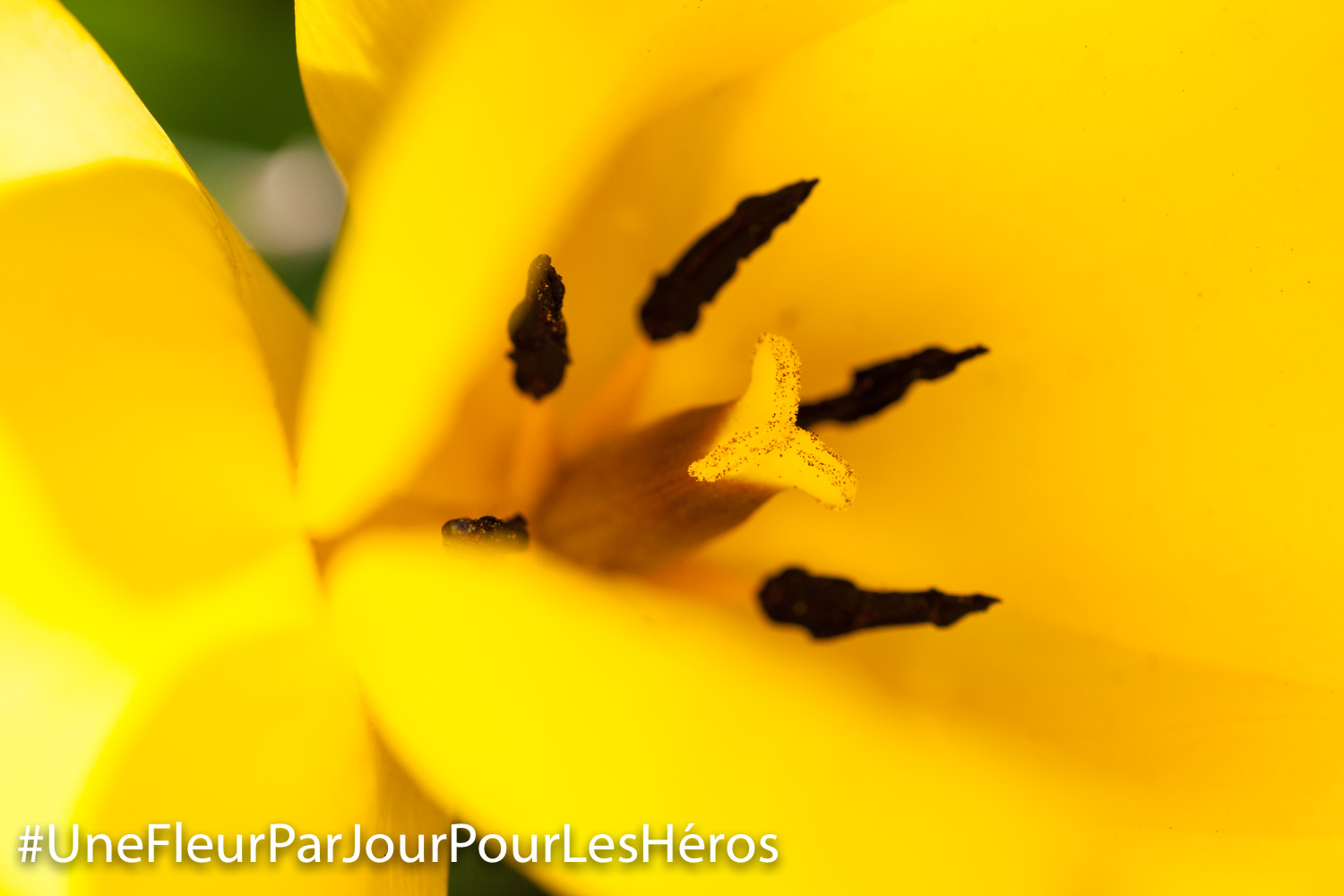 fleur de Tulipe