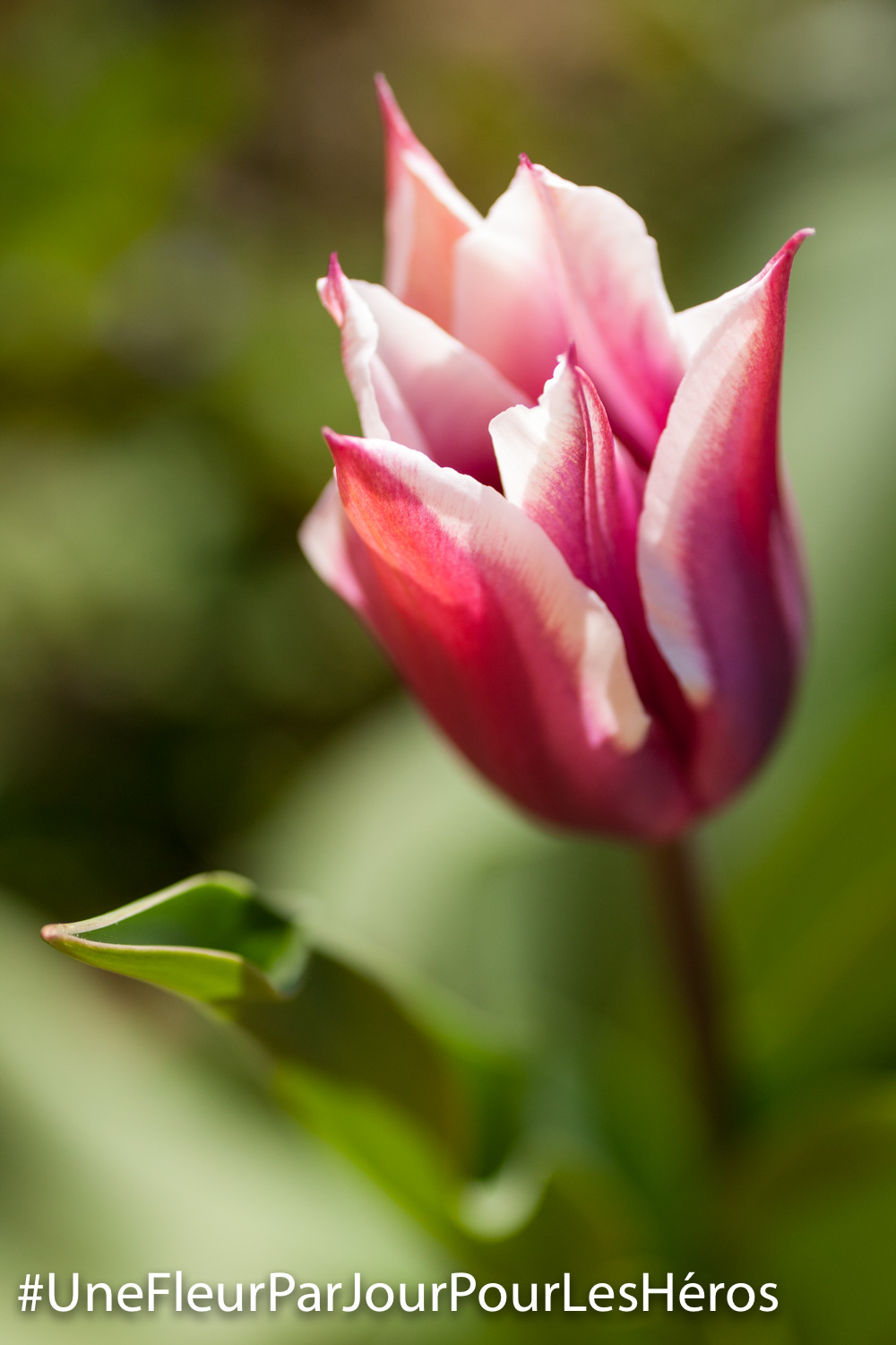 fleur de Tulipe