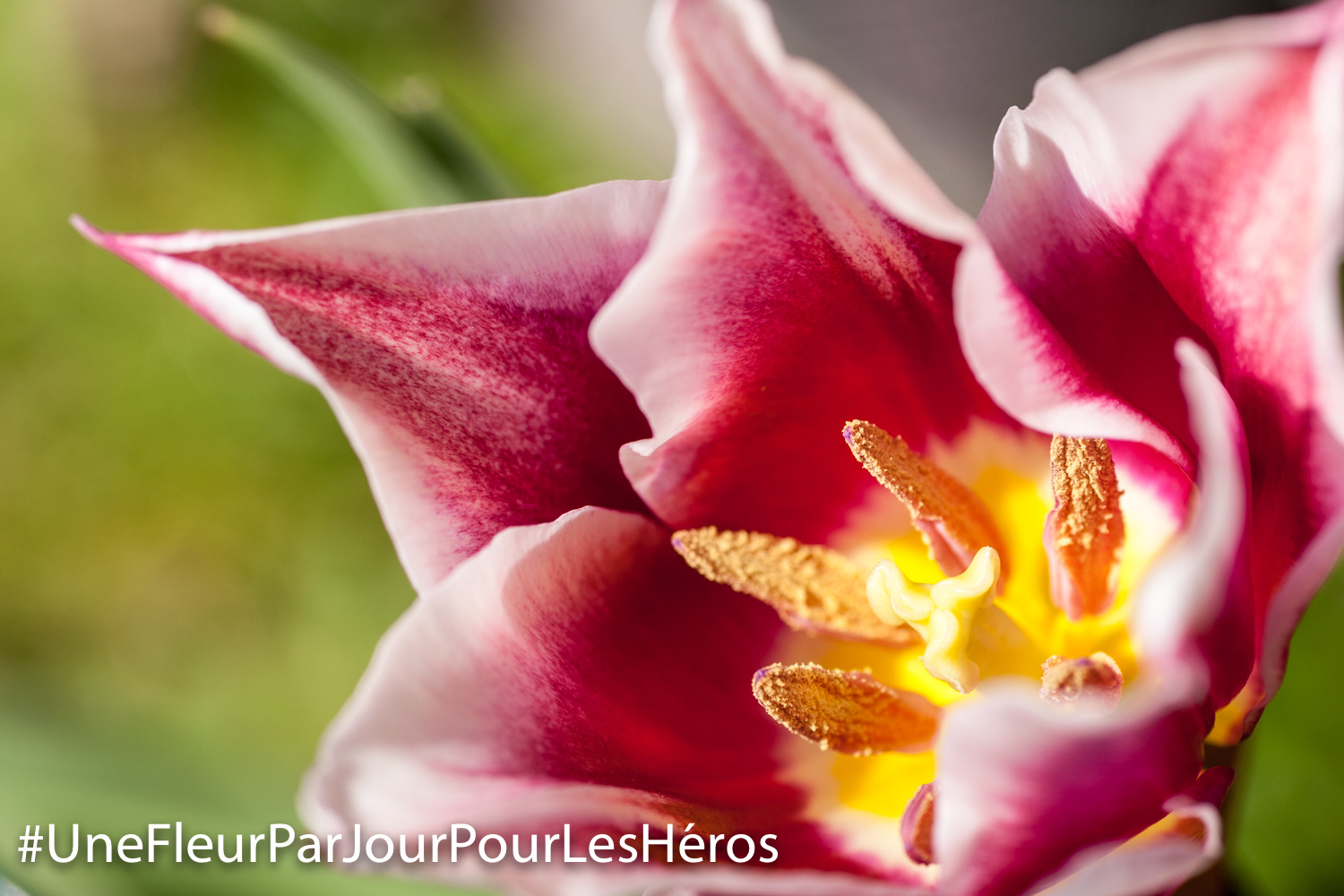 fleur de Tulipe
