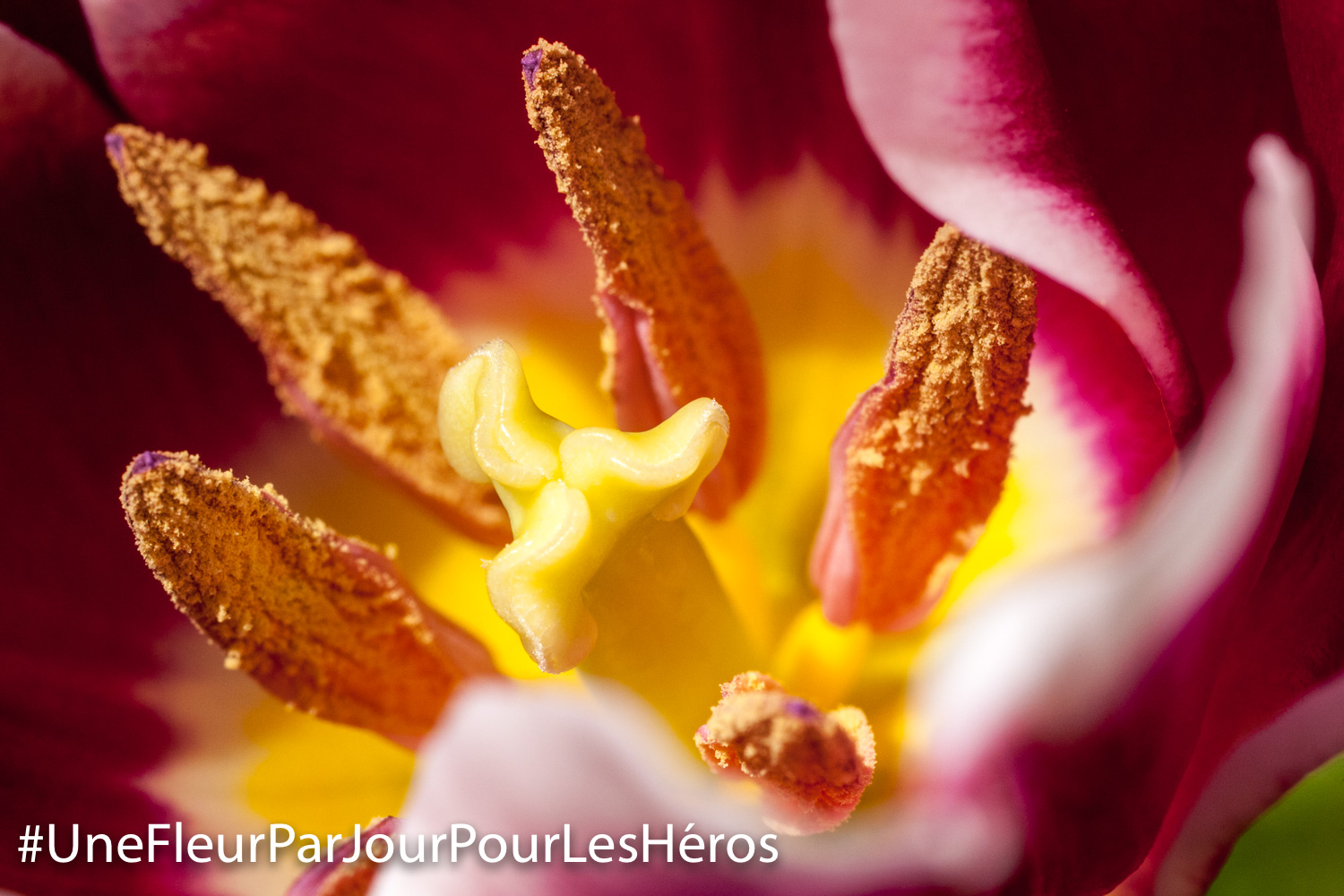 Fleur de Tulipe