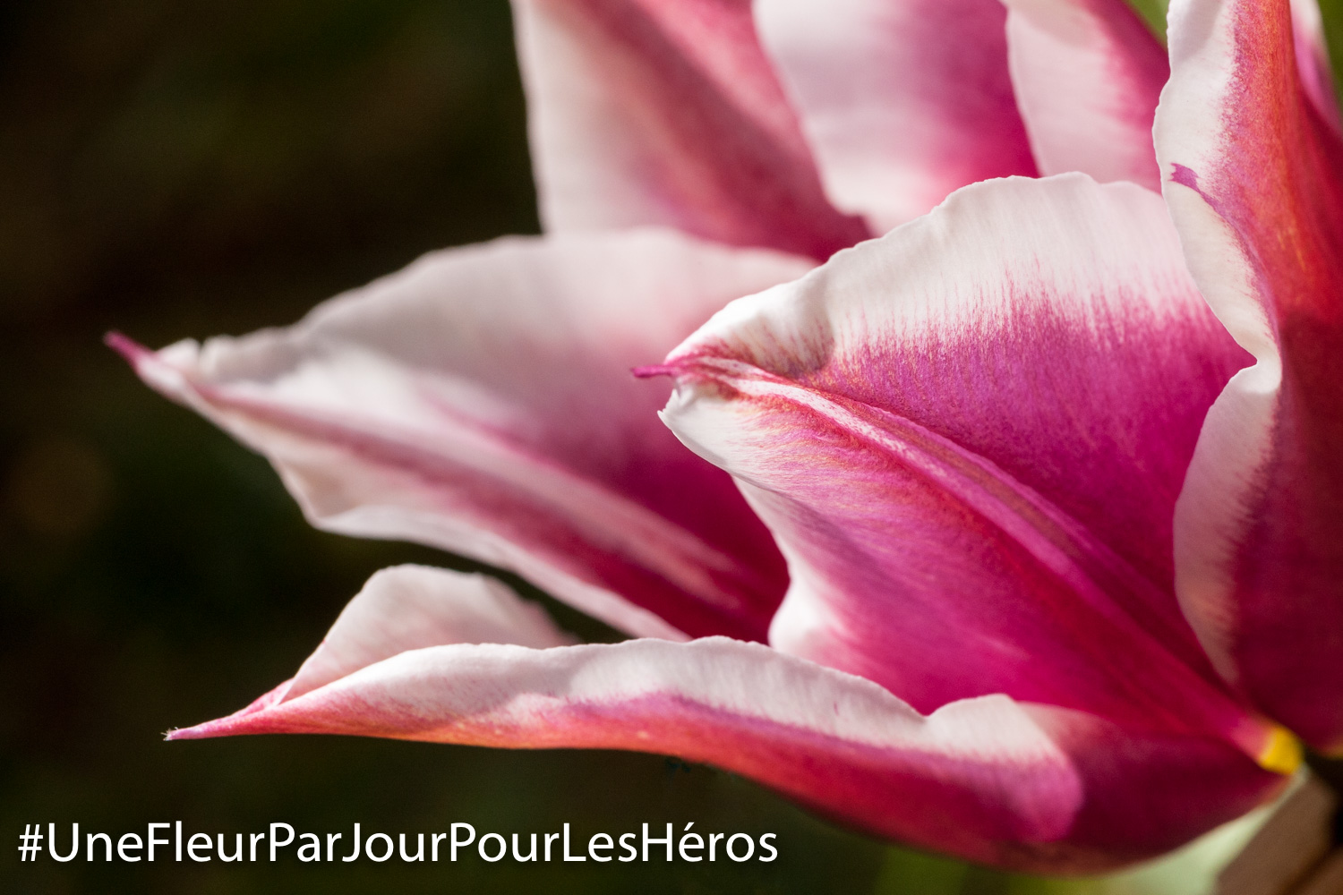 Fleur de Tulipe