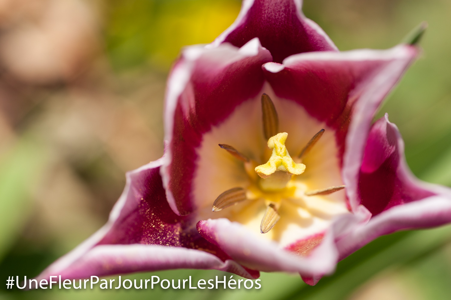 Fleur de Tulipe