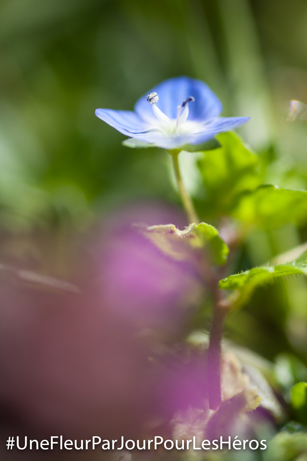 fleur