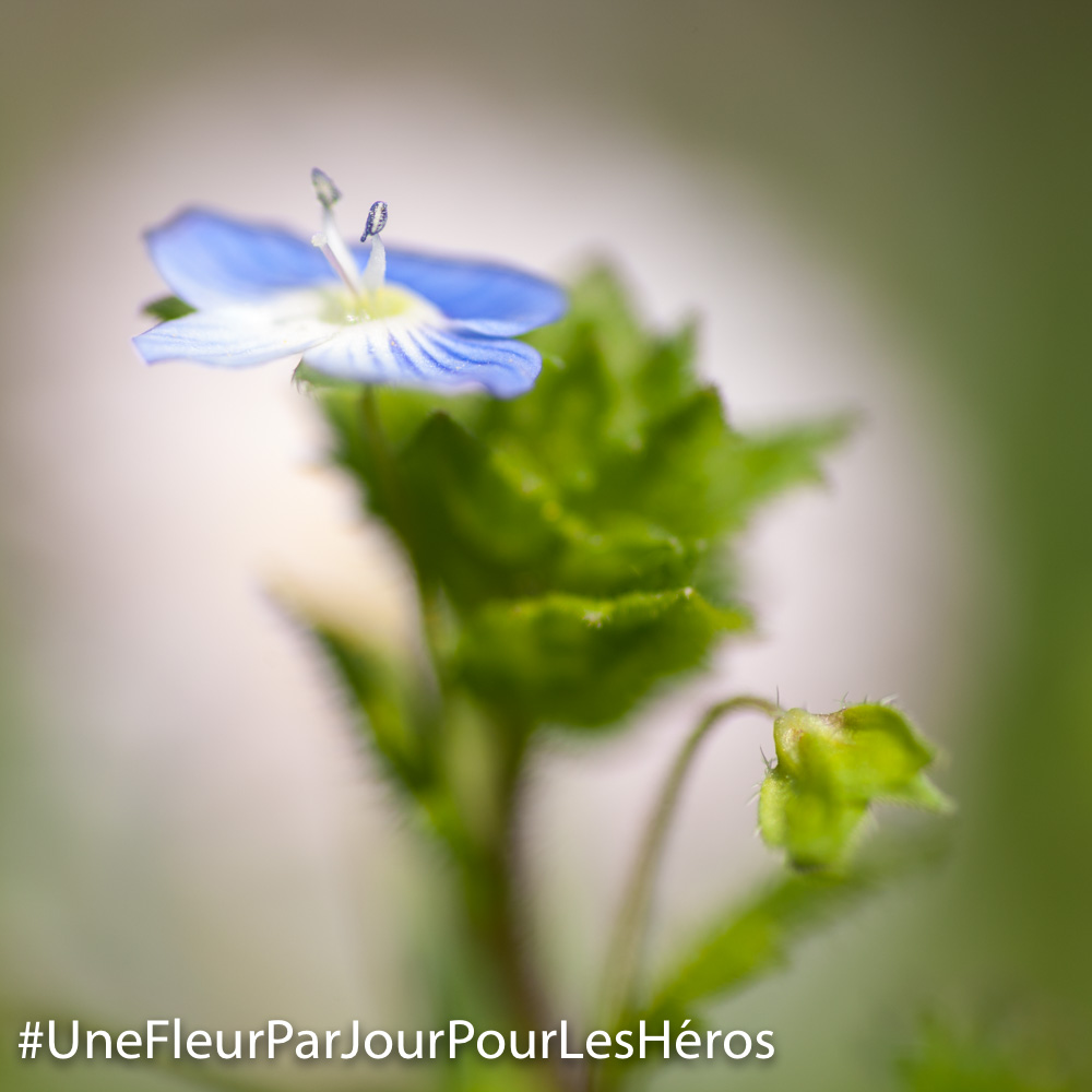 fleur de Véronique