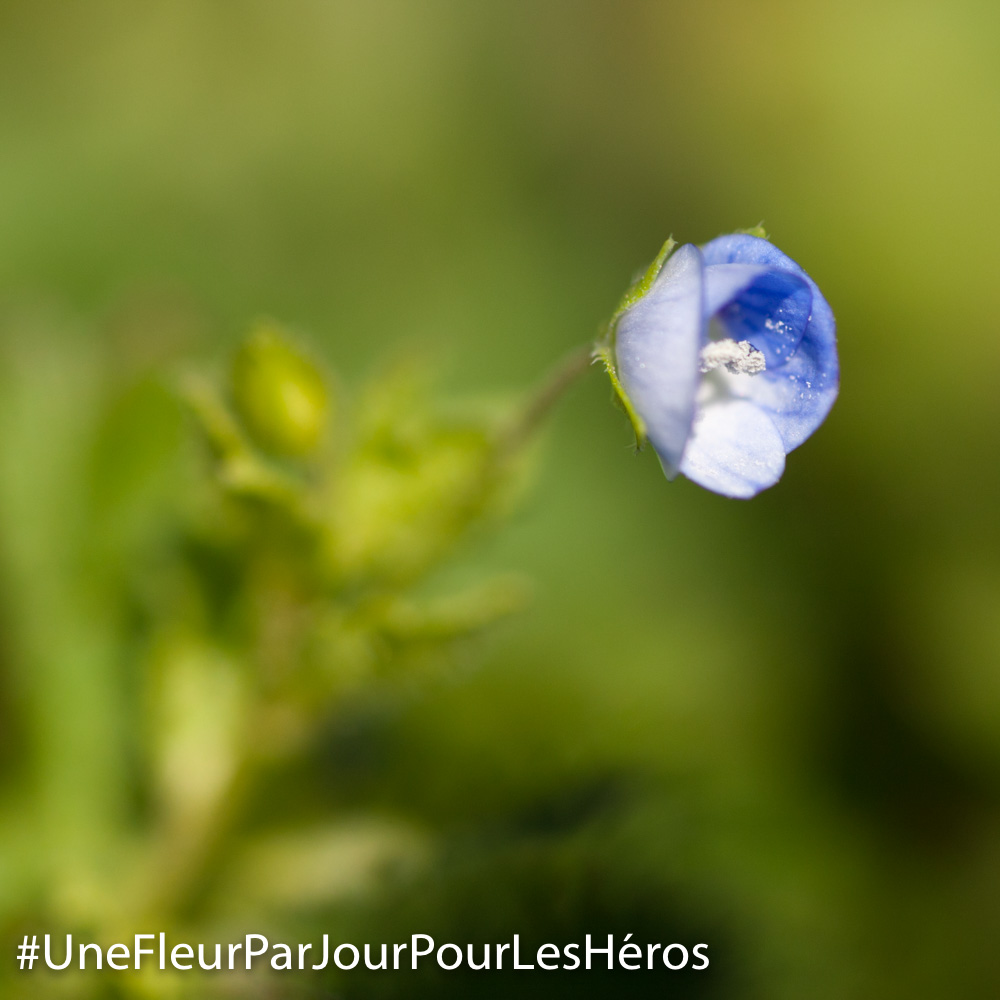 fleur