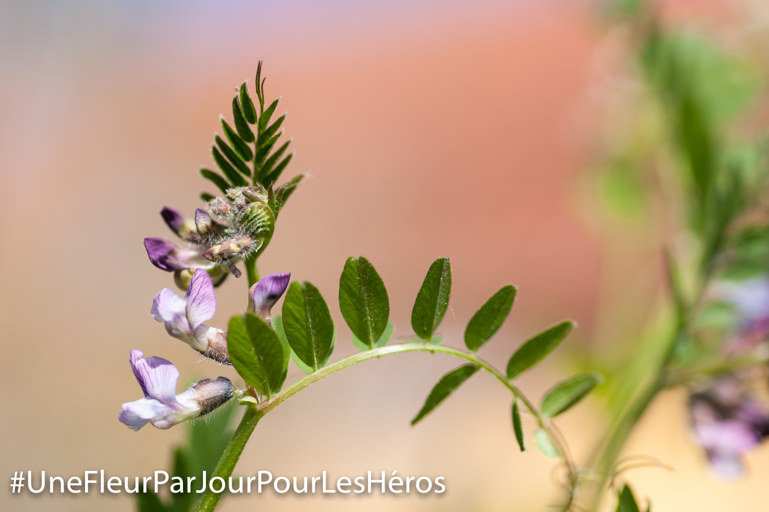 Fleur de Fabacée
