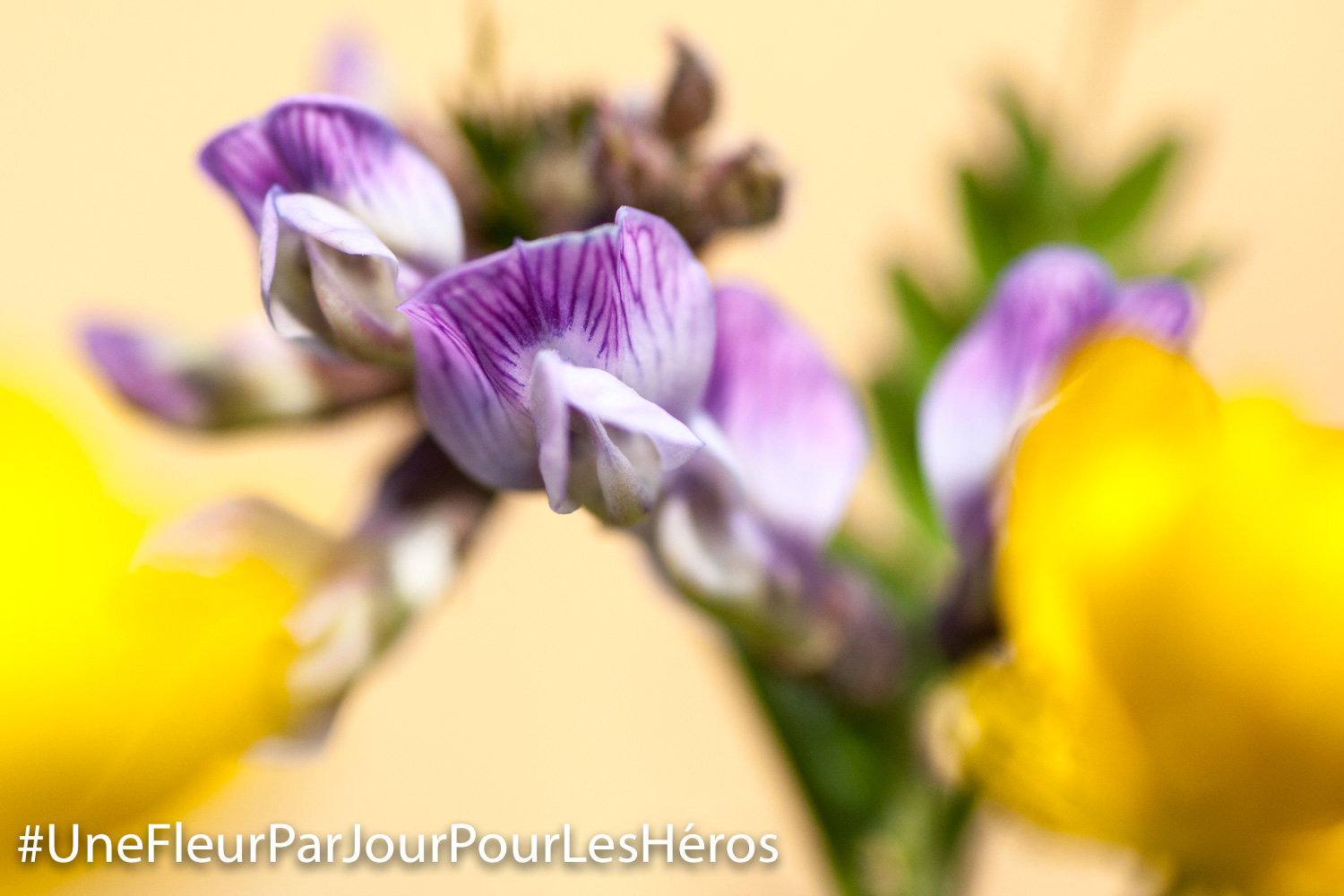 Fleur de Vesce commune