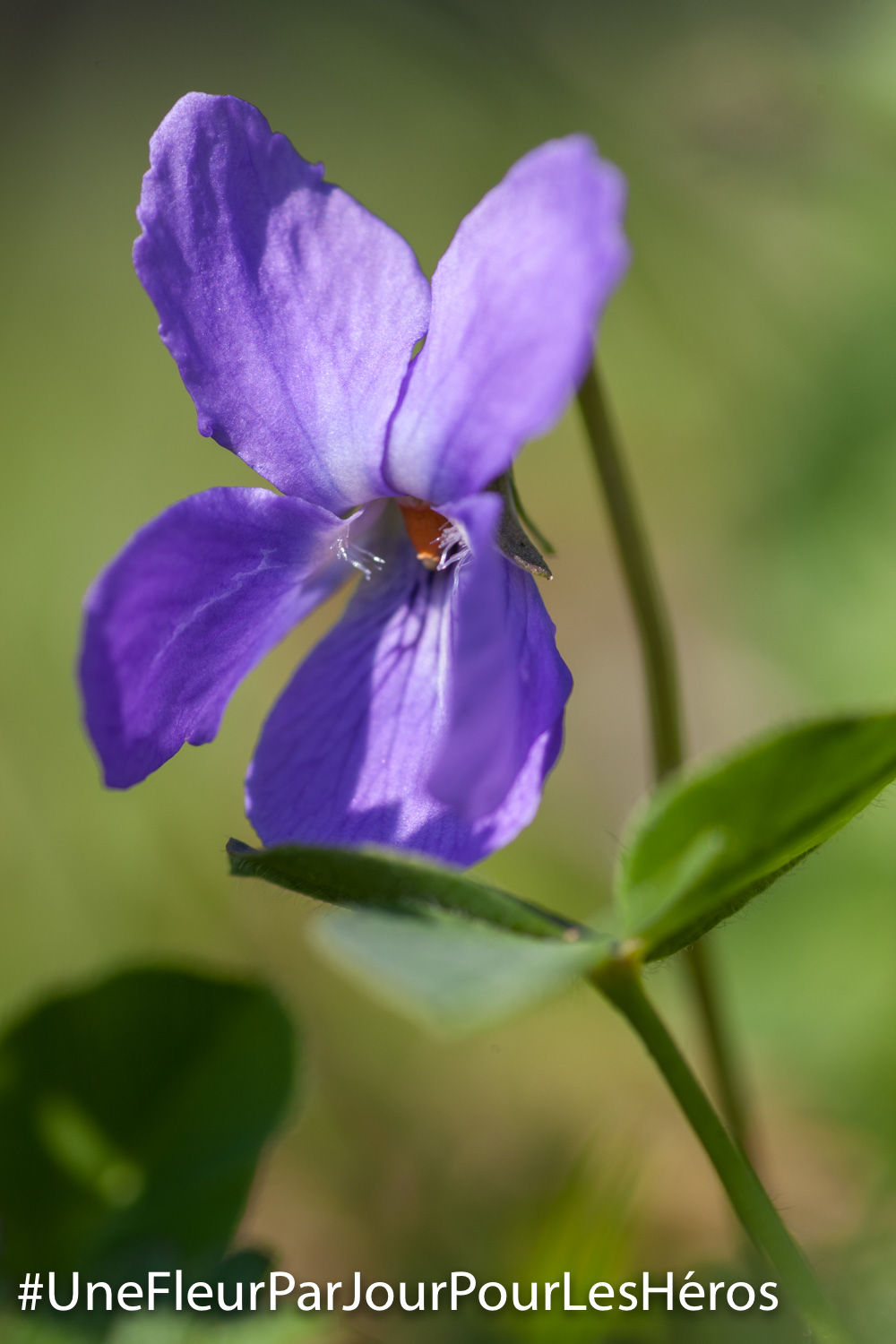fleur