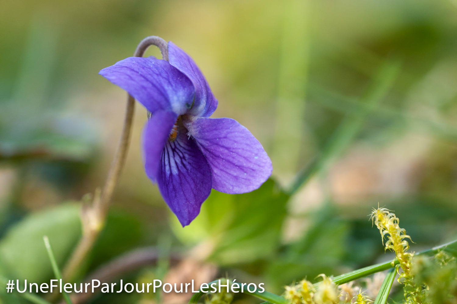 fleur de Violette